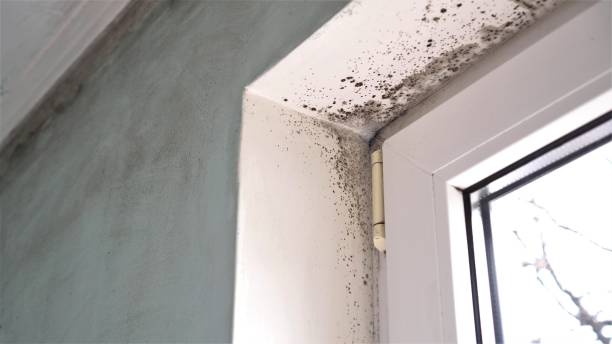Best DIY Mold Remediation Support Services in Forty Fort, PA